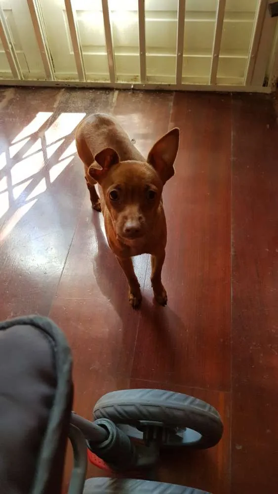 Cachorro ra a Pinscher  idade 2 a 6 meses nome Kit