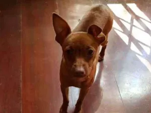 Cachorro raça Pinscher  idade 2 a 6 meses nome Kit