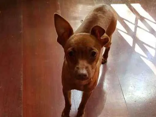 Cachorro ra a Pinscher  idade 2 a 6 meses nome Kit