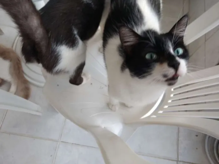 Gato ra a Indefinida idade 1 ano nome Pretinha