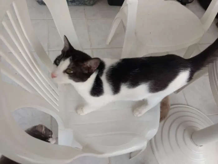 Gato ra a Indefinida idade 1 ano nome Pretinha