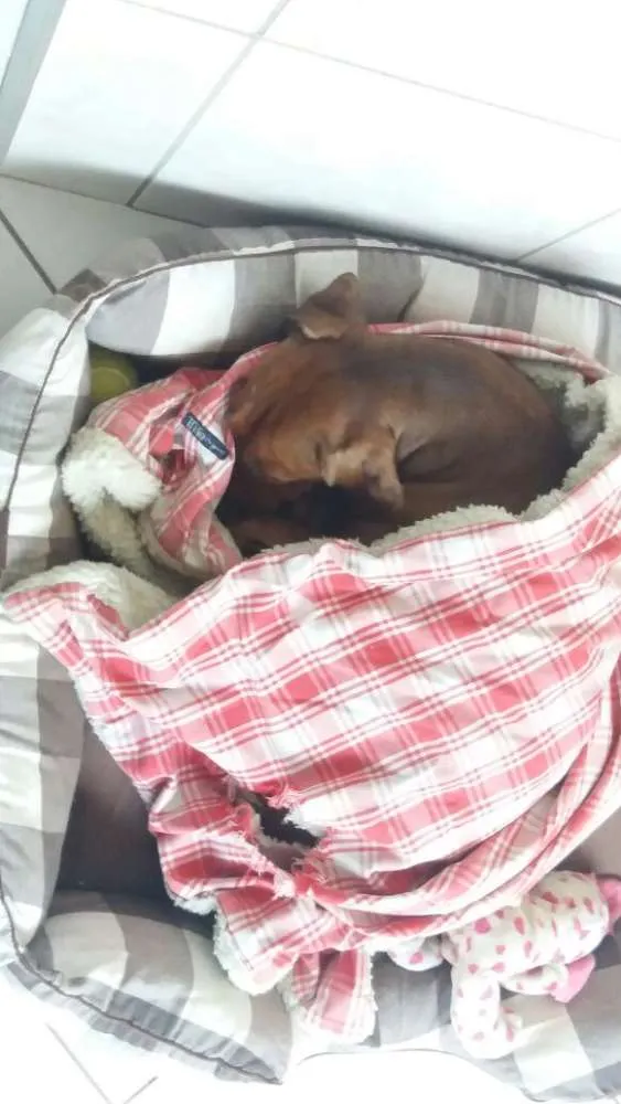 Cachorro ra a Salsicha idade 6 ou mais anos nome Jade