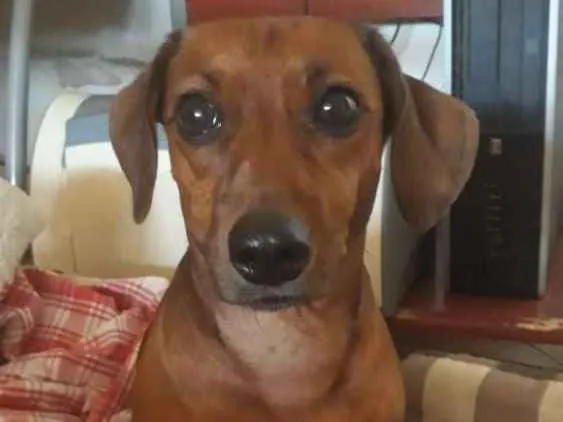 Cachorro ra a Salsicha idade 6 ou mais anos nome Jade