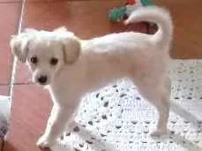 Cachorro raça SRD idade 2 a 6 meses nome Luck 