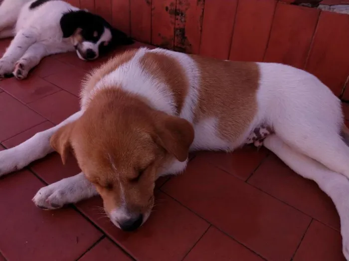 Cachorro ra a Srr idade Abaixo de 2 meses nome Brown