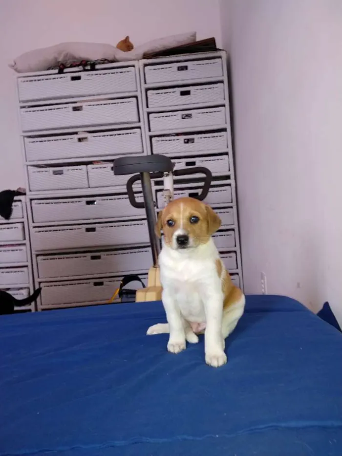 Cachorro ra a Srr idade Abaixo de 2 meses nome Brown
