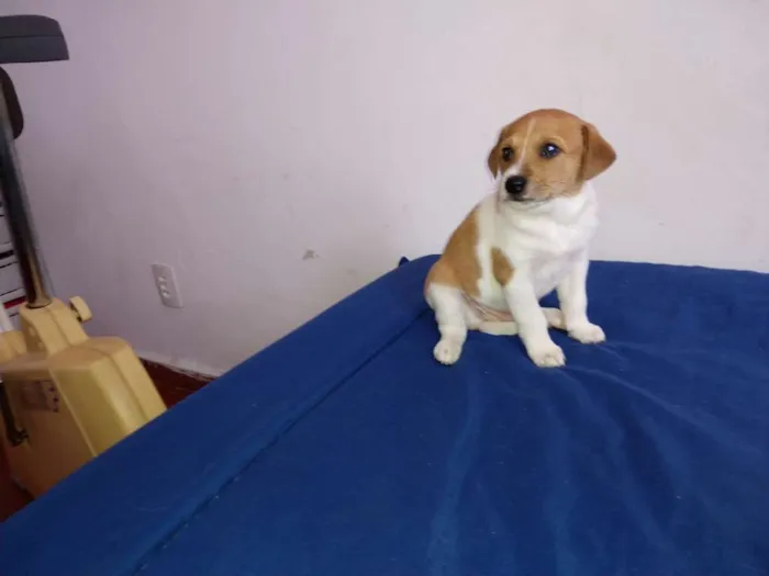Cachorro ra a Srr idade Abaixo de 2 meses nome Brown