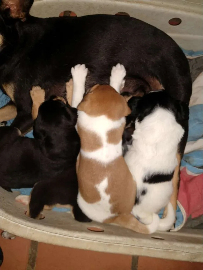 Cachorro ra a Srr idade Abaixo de 2 meses nome Brown