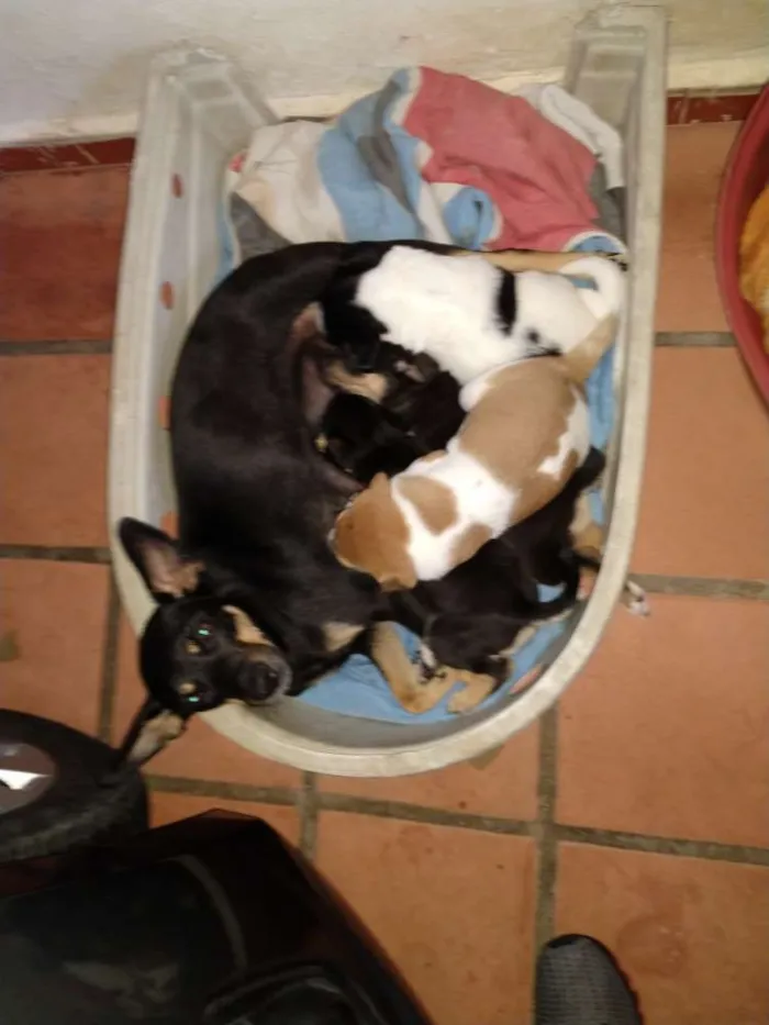 Cachorro ra a Srr idade Abaixo de 2 meses nome Brown