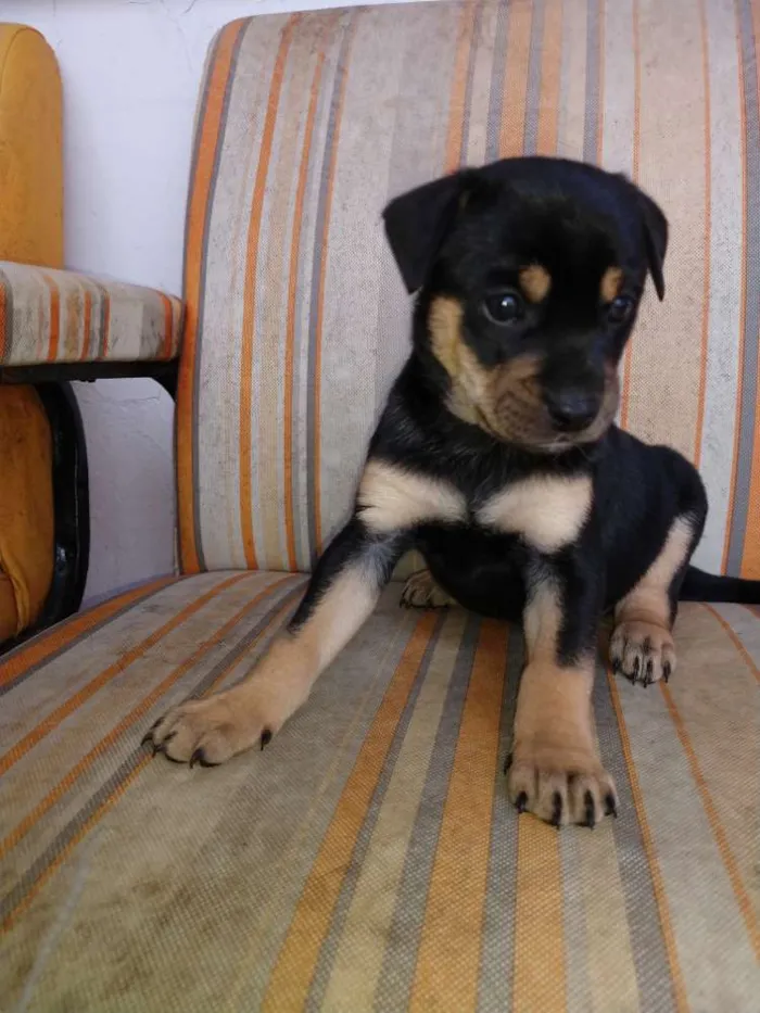 Cachorro ra a Srd idade Abaixo de 2 meses nome Fred