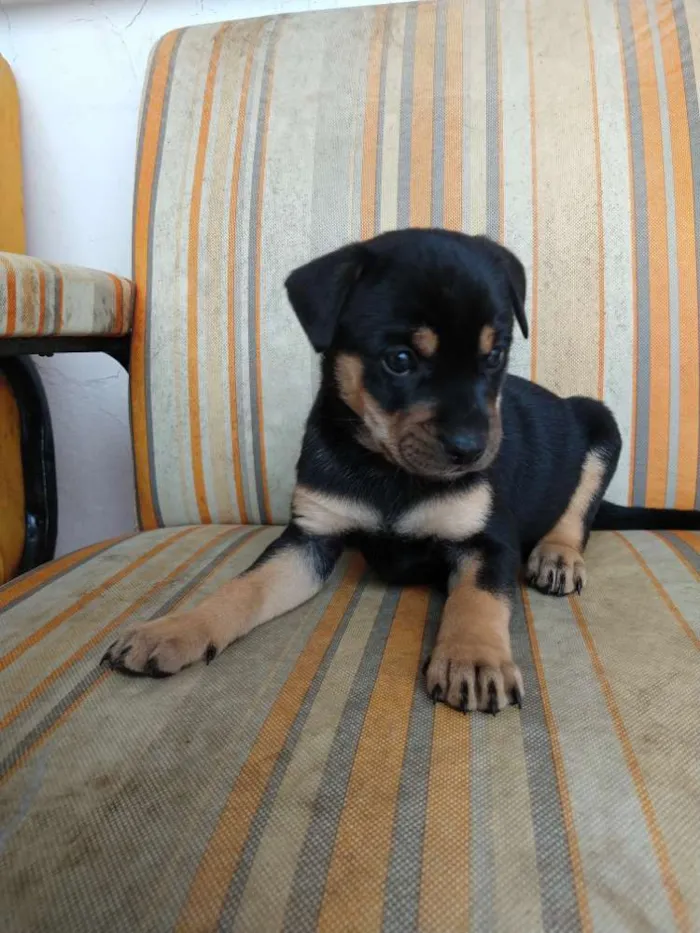 Cachorro ra a Srd idade Abaixo de 2 meses nome Fred