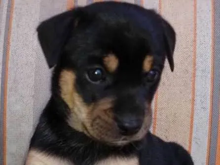 Cachorro ra a Srd idade Abaixo de 2 meses nome Fred