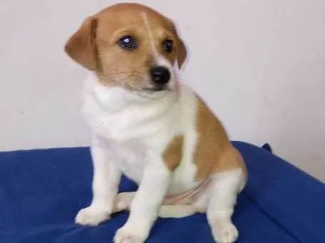 Cachorro ra a Srr idade Abaixo de 2 meses nome Brown