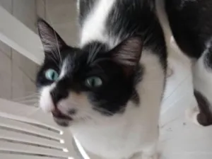 Gato raça Indefinida idade 1 ano nome Pretinha