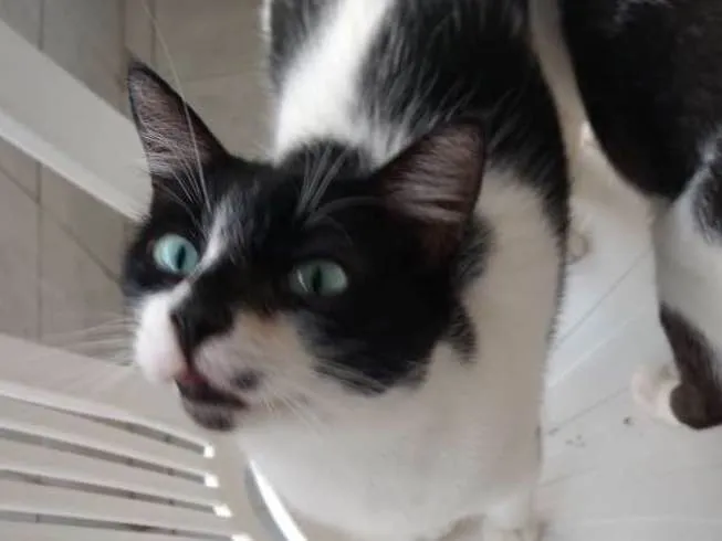 Gato ra a Indefinida idade 1 ano nome Pretinha