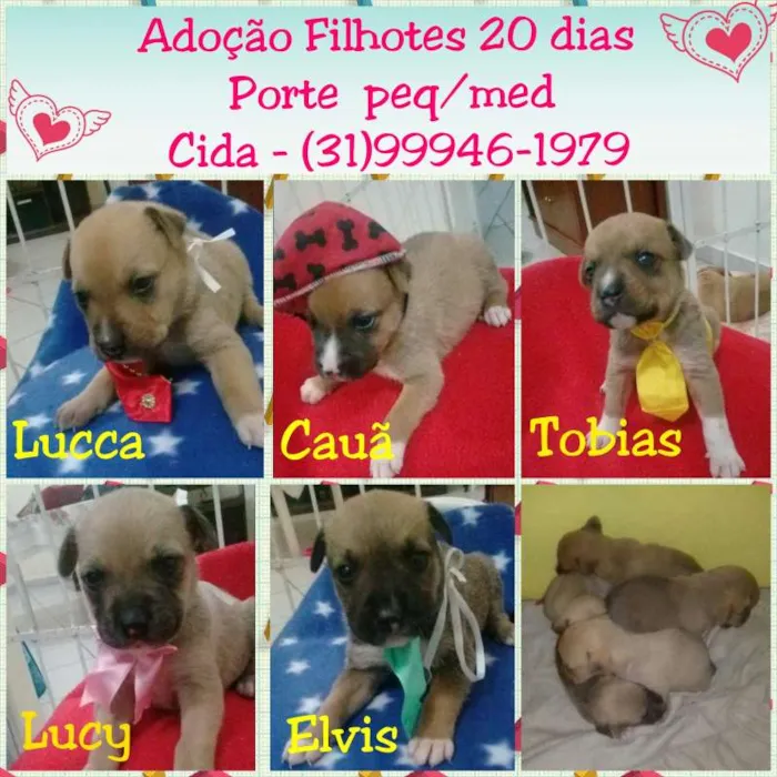 Cachorro raça SRD idade Abaixo de 2 meses nome Ninhada para adoção