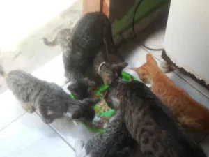 Gato raça viralata idade 2 a 6 meses nome caio