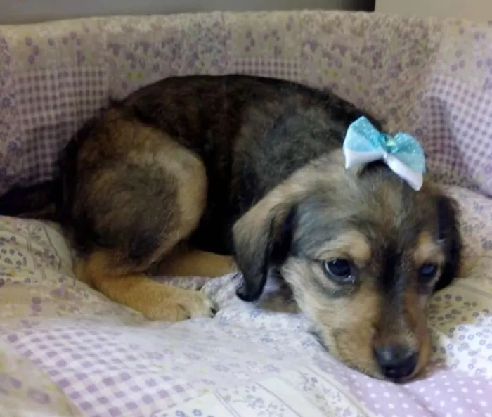 Cachorro ra a SRD idade 2 a 6 meses nome ZULAIÊ