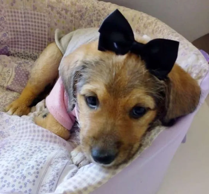 Cachorro ra a SRD idade 2 a 6 meses nome NENEZINHA