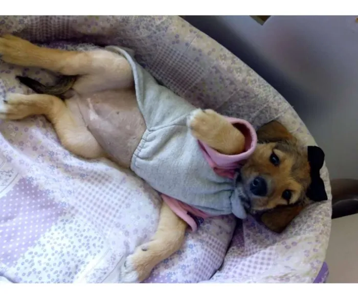 Cachorro ra a SRD idade 2 a 6 meses nome NENEZINHA