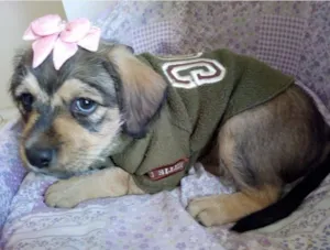 Cachorro raça SRD idade 2 a 6 meses nome ROSINHA