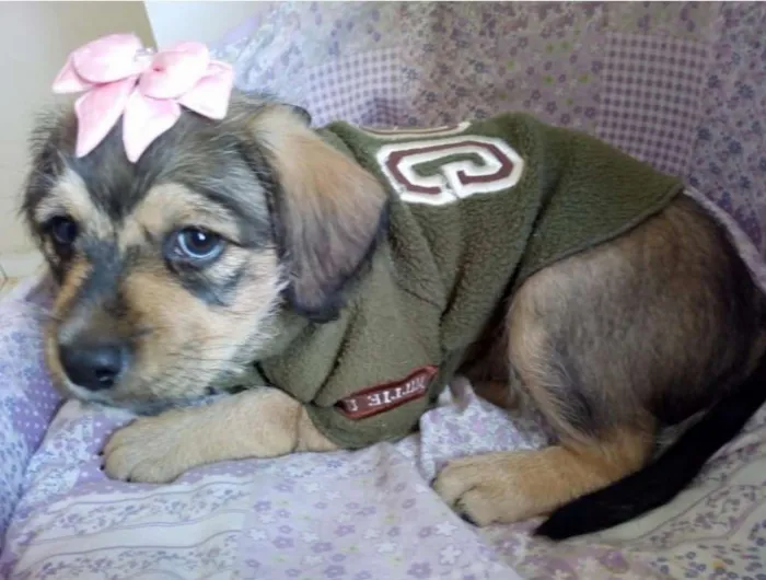 Cachorro ra a SRD idade 2 a 6 meses nome ROSINHA