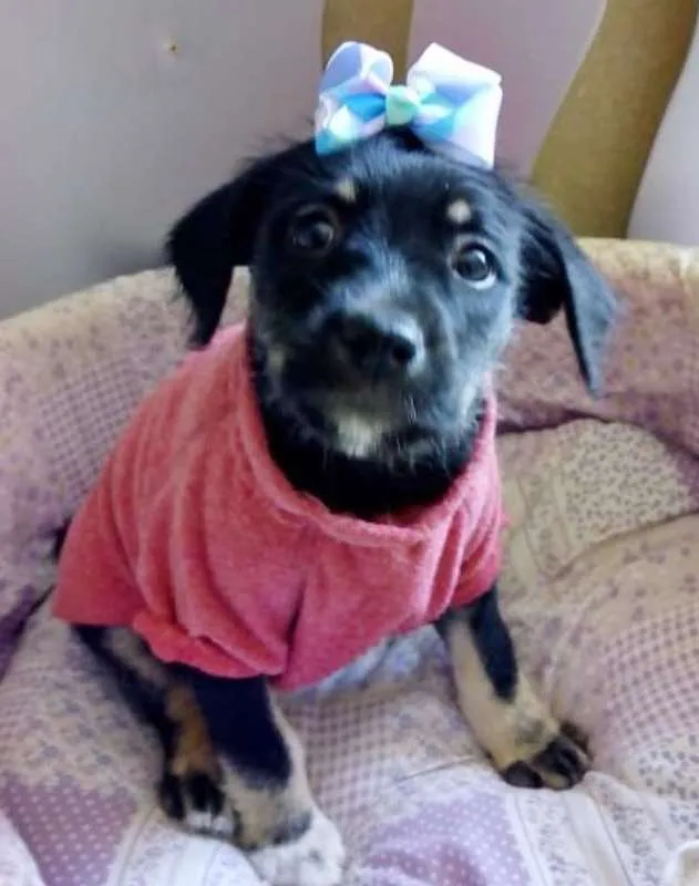 Cachorro ra a SRD idade 2 a 6 meses nome PÉROLA