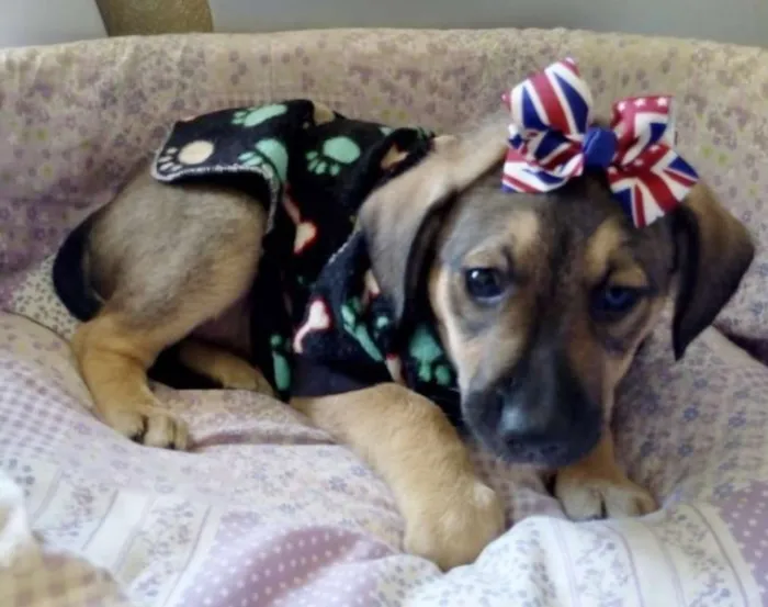 Cachorro ra a SRD idade 2 a 6 meses nome INGLESINHA