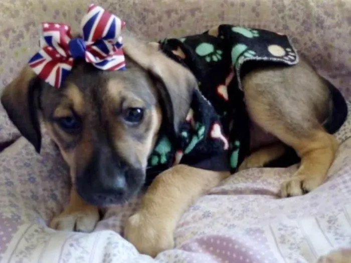 Cachorro ra a SRD idade 2 a 6 meses nome INGLESINHA