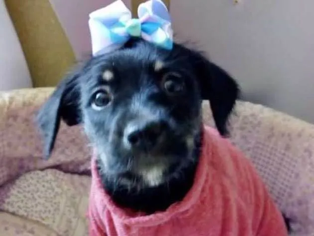Cachorro ra a SRD idade 2 a 6 meses nome PÉROLA
