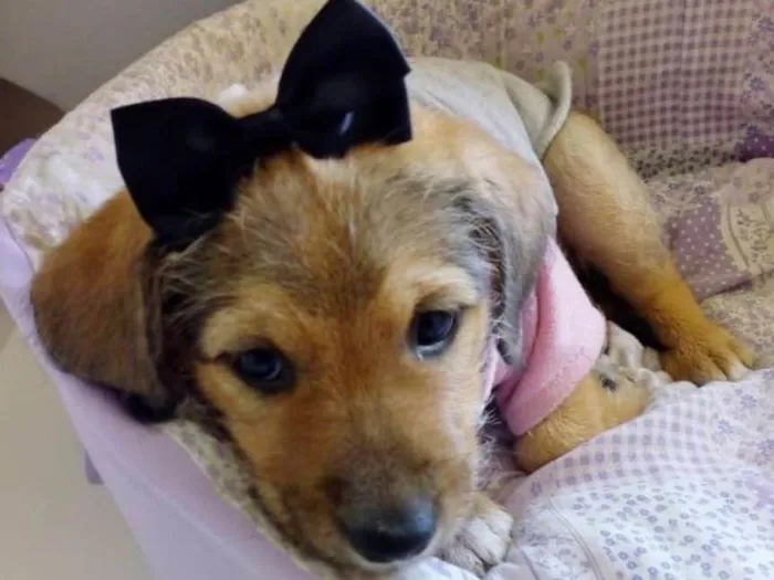 Cachorro ra a SRD idade 2 a 6 meses nome NENEZINHA