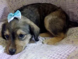Cachorro raça SRD idade 2 a 6 meses nome ZULAIÊ