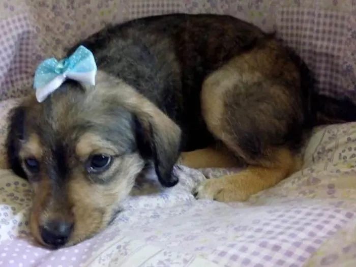Cachorro ra a SRD idade 2 a 6 meses nome ZULAIÊ