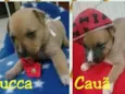 Ninhada para adoção
