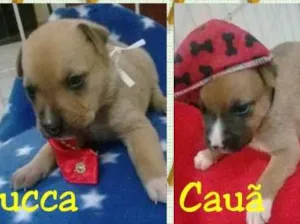 Cachorro raça SRD idade Abaixo de 2 meses nome Ninhada para adoção
