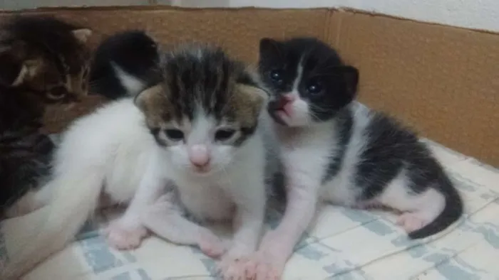 Gato ra a Vira lata idade Abaixo de 2 meses nome Não tem ainda