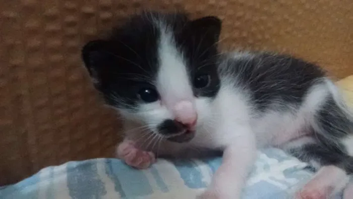 Gato ra a Vira lata idade Abaixo de 2 meses nome Não tem ainda