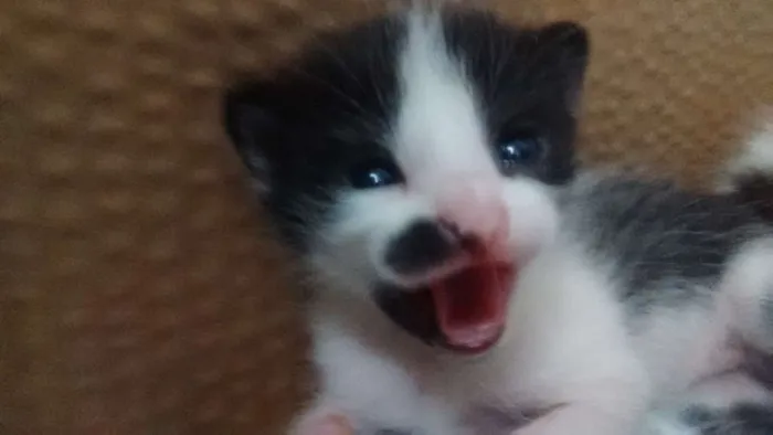Gato ra a Vira lata idade Abaixo de 2 meses nome Não tem ainda