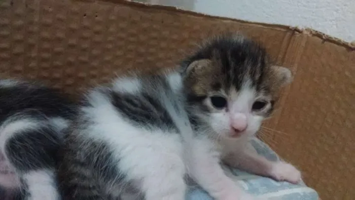 Gato ra a Vira lata idade Abaixo de 2 meses nome Não tem ainda