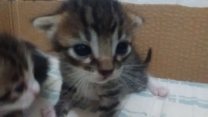 Gato ra a Vira lata idade Abaixo de 2 meses nome Não tem ainda
