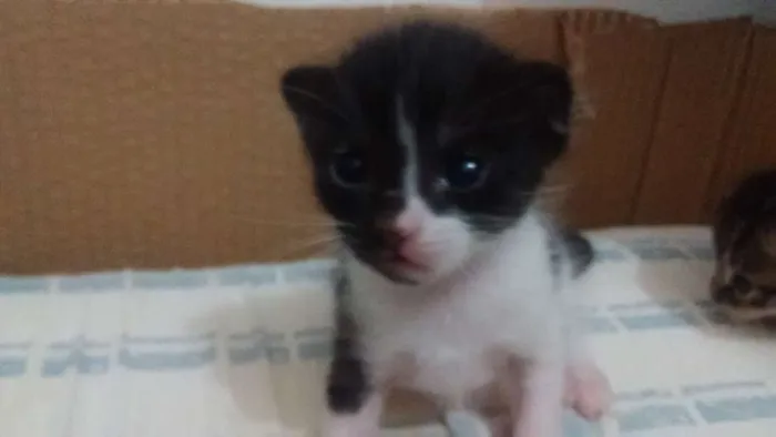 Gato ra a Vira lata idade Abaixo de 2 meses nome Não tem ainda