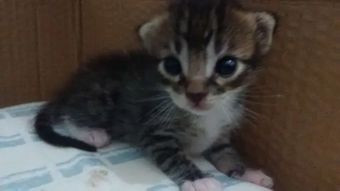 Gato ra a Vira lata idade Abaixo de 2 meses nome Não tem ainda