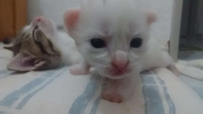 Gato ra a Vira lata idade Abaixo de 2 meses nome Não tem ainda
