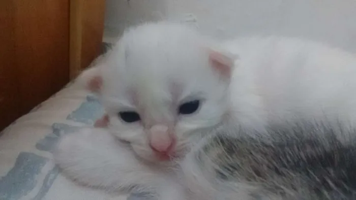 Gato ra a Vira lata idade Abaixo de 2 meses nome Não tem ainda