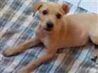 Cachorro raça sem raça idade 2 a 6 meses nome Boneca