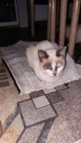 Mimi