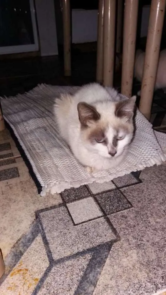 Gato ra a Siamês  idade 2 a 6 meses nome Mimi