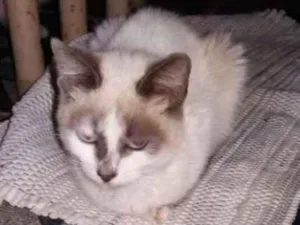Gato raça Siamês  idade 2 a 6 meses nome Mimi
