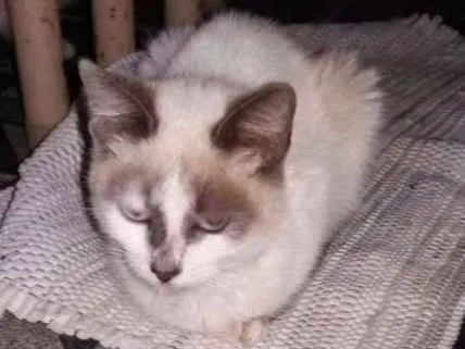 Gato ra a Siamês  idade 2 a 6 meses nome Mimi