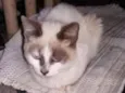 Mimi